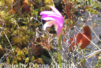 Arethusa (Dragon's mouth) Arethusa bulbosa